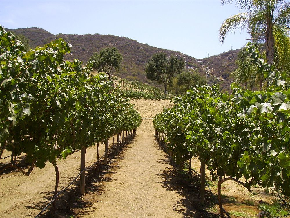 Vineyard Hacienda Hotel Spring Valley  Eksteriør billede
